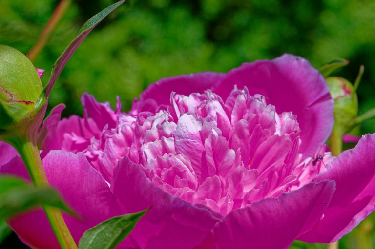 Propagating Peonies Flowers to Stand Out in Any Garden