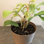 A single philodendron in a container