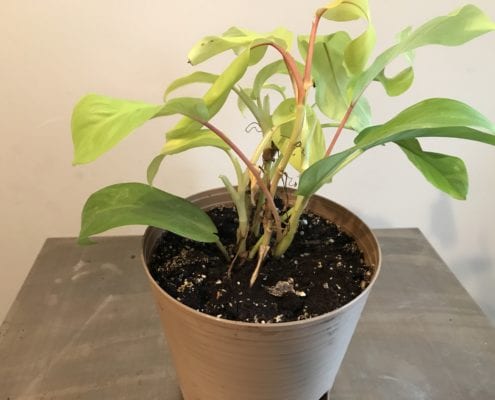 A single philodendron in a container
