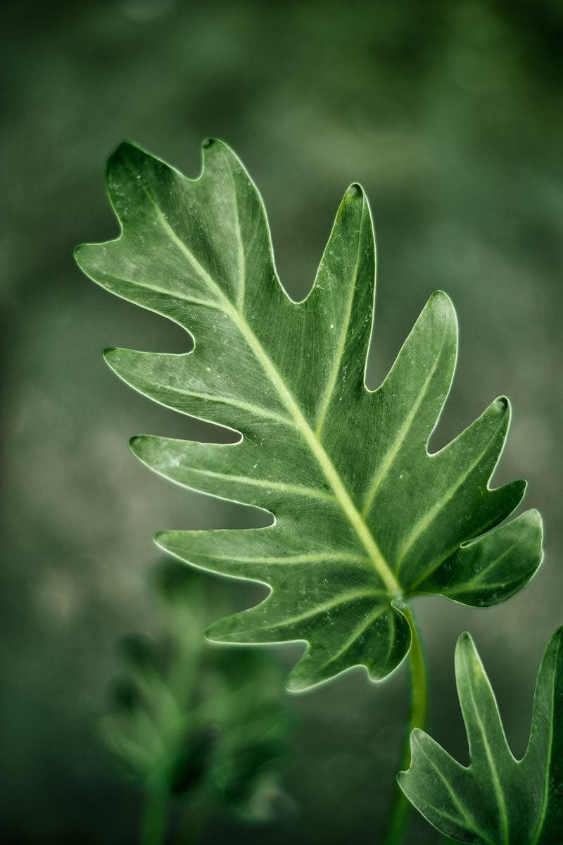 Philodendron Xanadu leaf