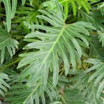Philodendron Xanadu plant with many leaves