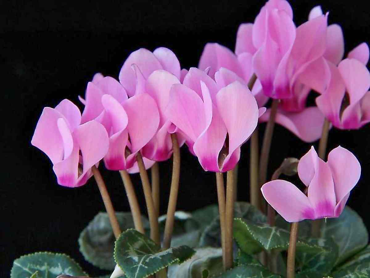 Pink cyclamen flowers against a black background