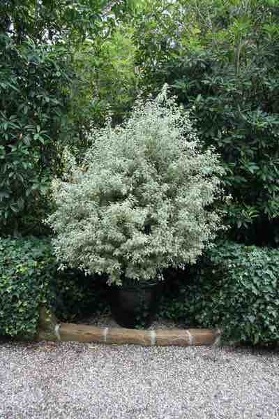 A green silver colored pittosporum tenuifolium in a container