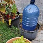 A plastic water bottle greenhouse for winter lettuce