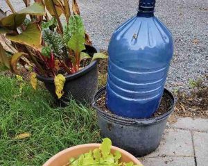 A plastic water bottle greenhouse for winter lettuce
