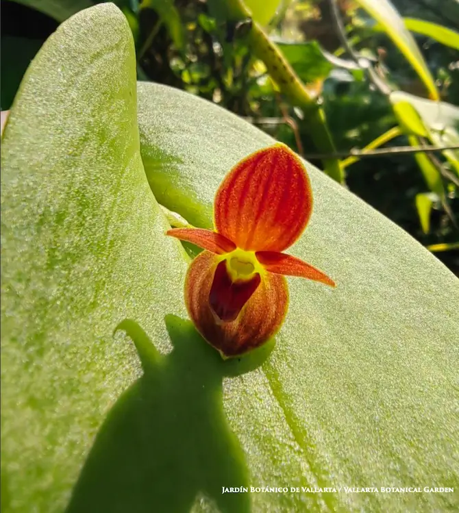 Pleurothalis cardiothallis with orange flower