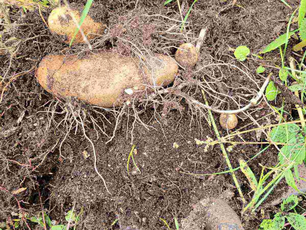 Potatoes in ground ready to be picked