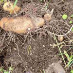 Potatoes in ground ready to be picked