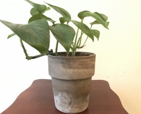 A container with a Pothos plant