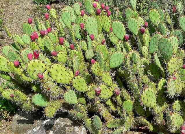 A growth of Prickly Pear Cactus with its purple or red fruit