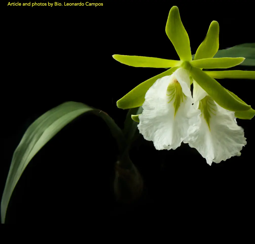 The white flower of the Prosthechea mariae orchid