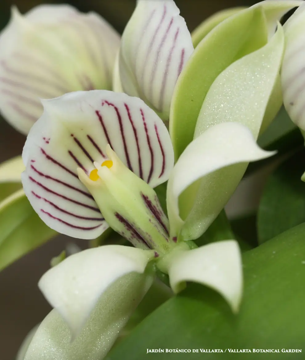 A Prosthechea trulla with its white petals with purple stripes.