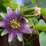 A purple and white Passion Flower with a new budding flower next to it