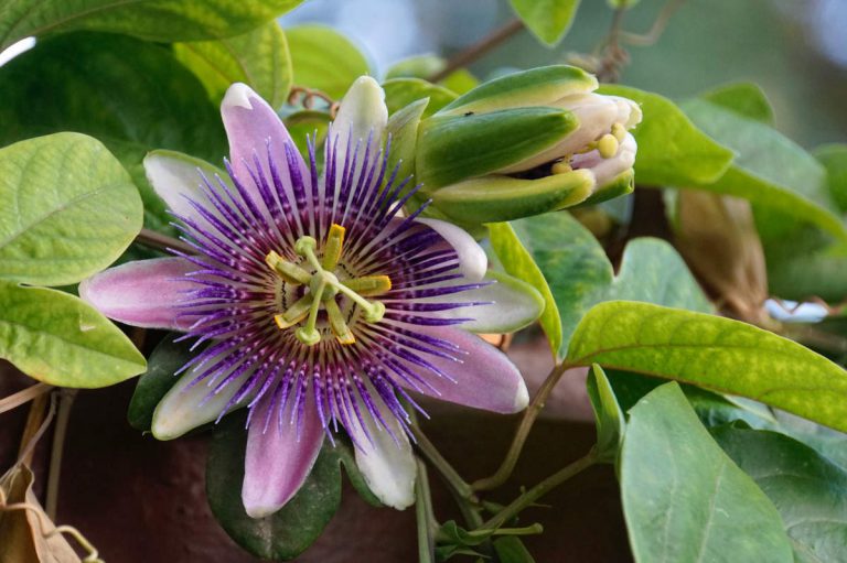 Passion Flower: Growing The Passiflora Vine