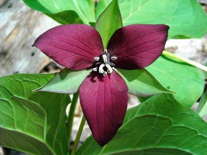 Purple trillium flower