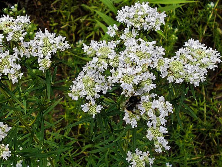 Virginia Mountain Mint Growth Guide