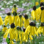 A patch of Grey Headed Coneflowers wth yellow petals