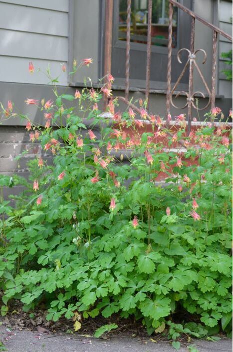 Patch of Red Columbine in bloom