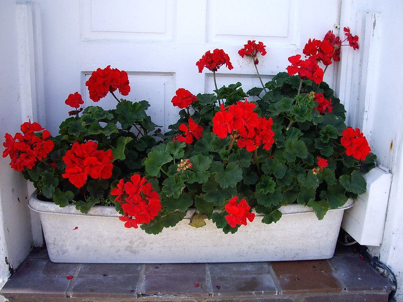 Red Geraniums in a planter