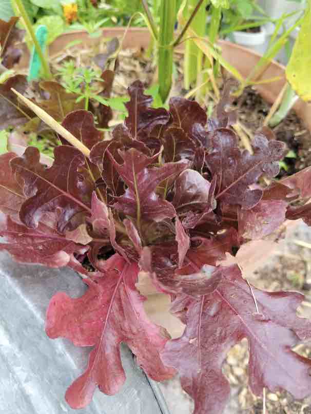 Red lettuce plants doing very well