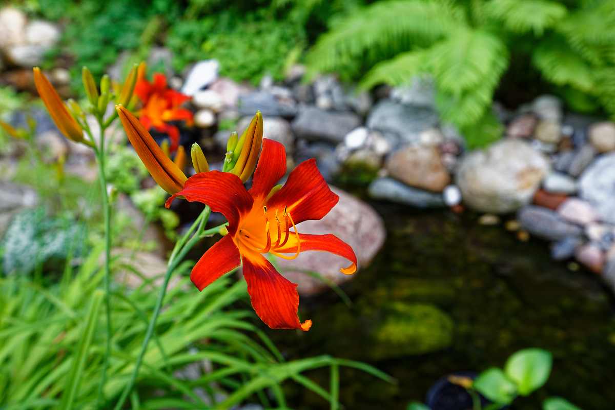 A bright colourful red orange daylily by a stream