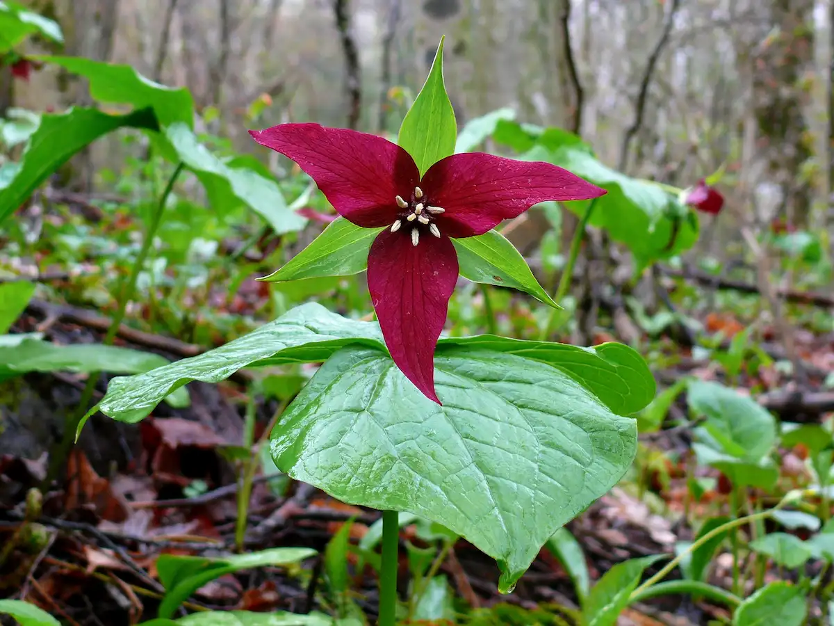 Purple trillium plant and flower in the forest
