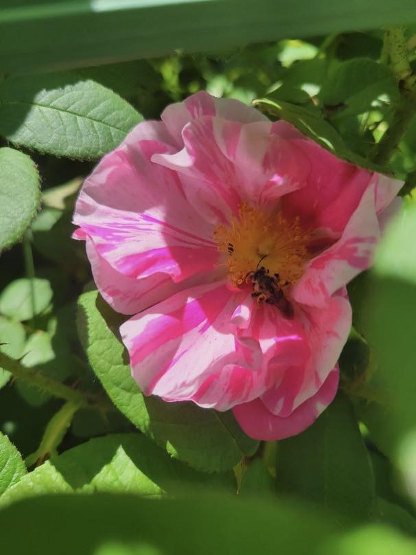 A single pink rosa mundi flower