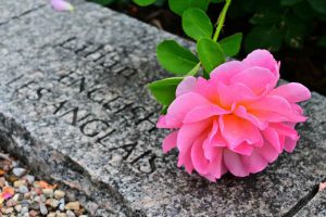 A pick rose on a commemorative plaque