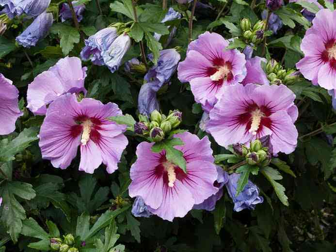 Sticking Hibiscus Syriacus