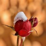 A rosebud with an early winter snow on it