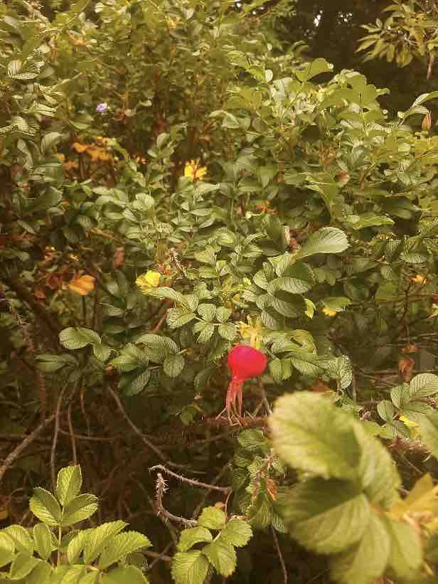A rosehip plant