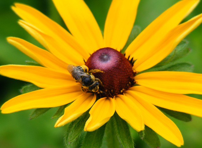 A bright yellow Rudbeckia hirta flower with a pollinator