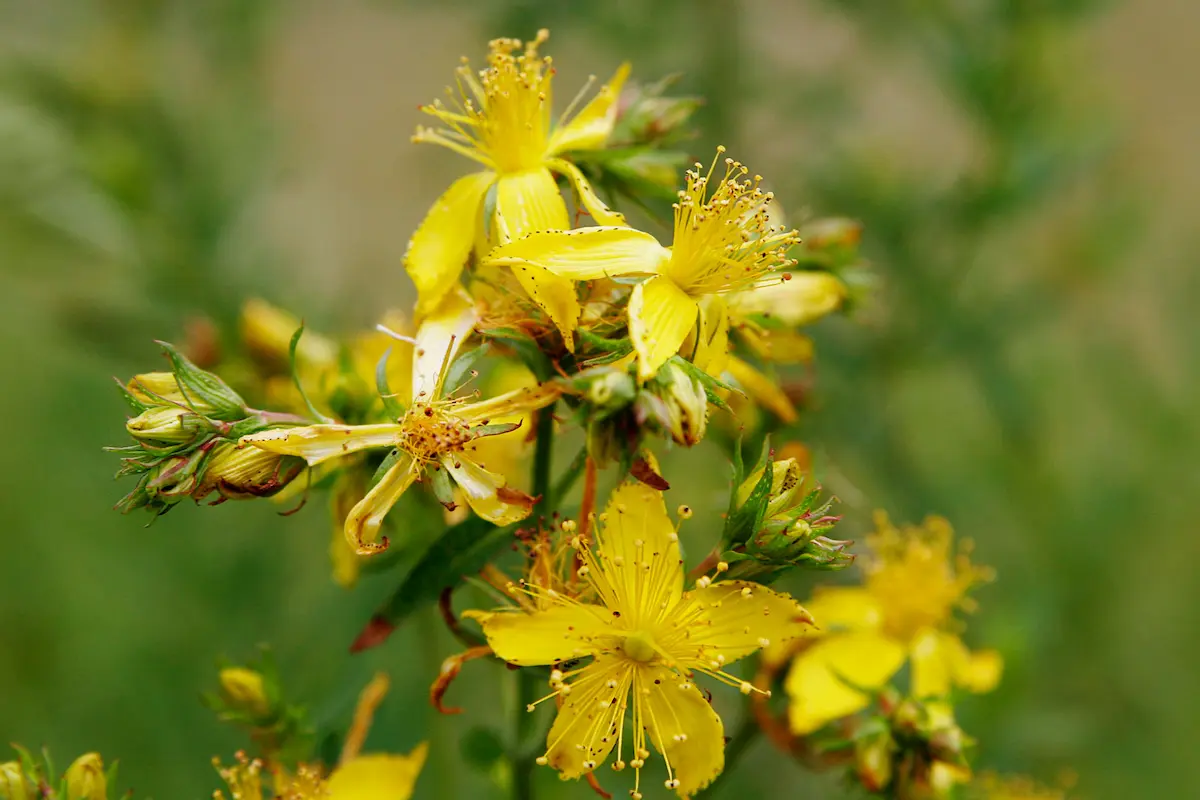 St. John's Wort Yellow flowers