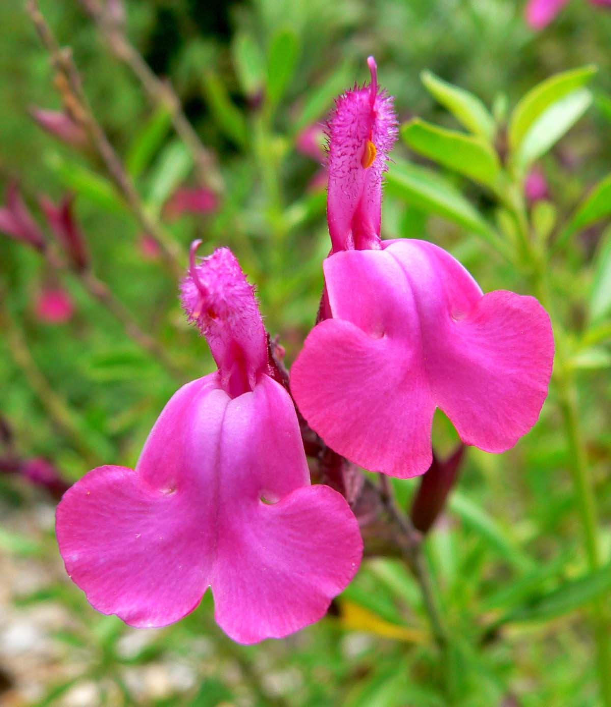 A close up of a Salvia Greggii  with bright pink petals