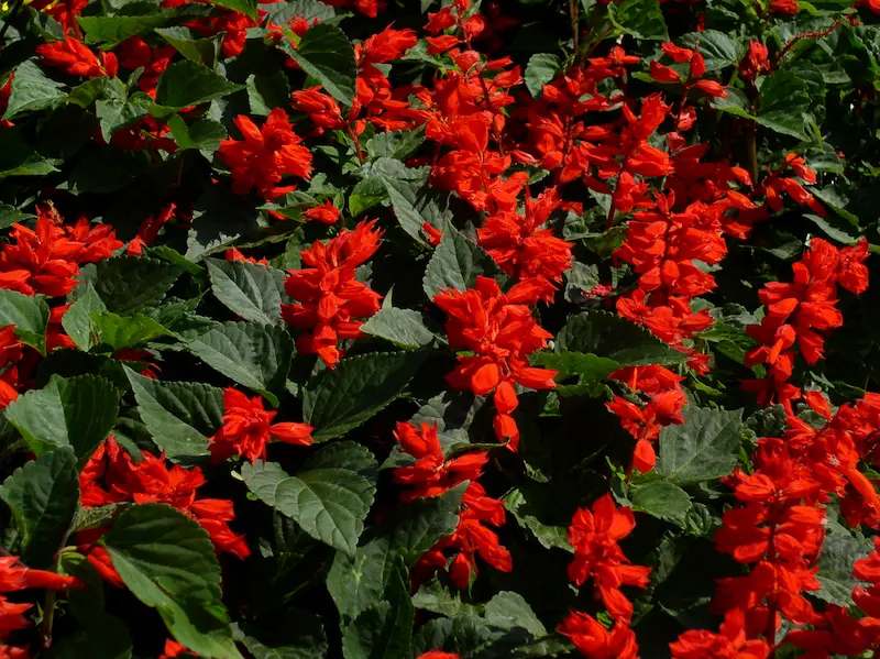 Bright red salvia splendens floweers with forest green leaves