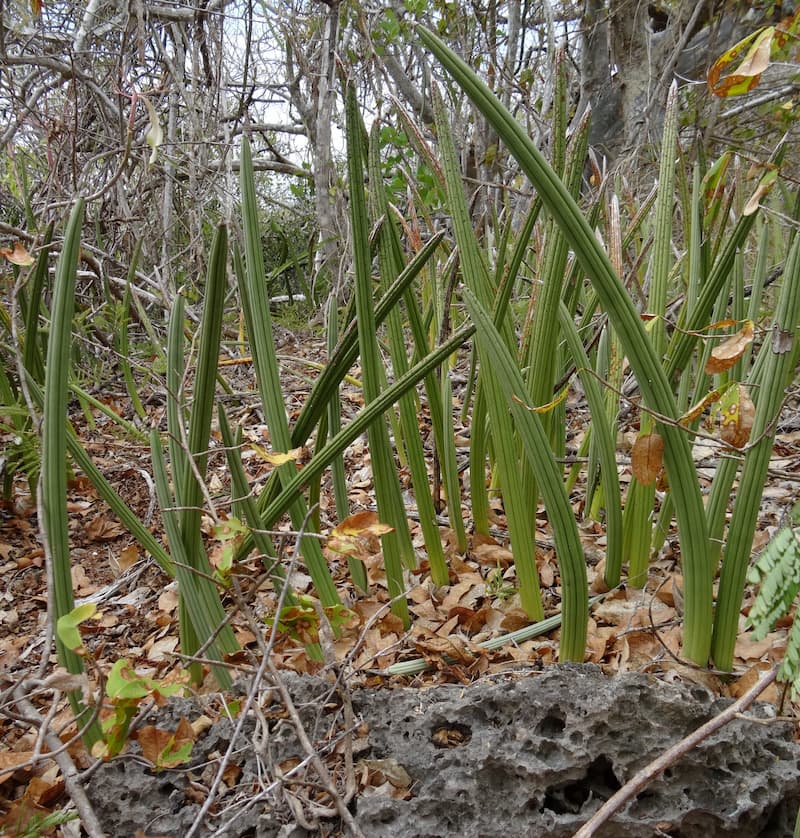 Sansevieria canaliculata growing on coral