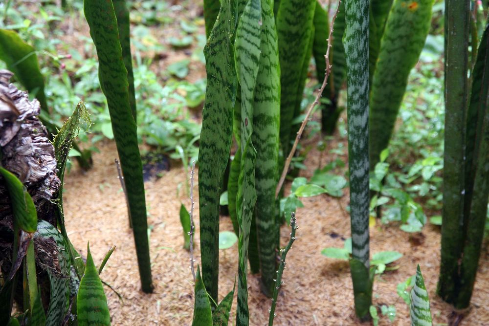 Sansevieria trifasciata in the ground