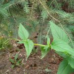 Lance-leaved Figwort plant, leaf and flower