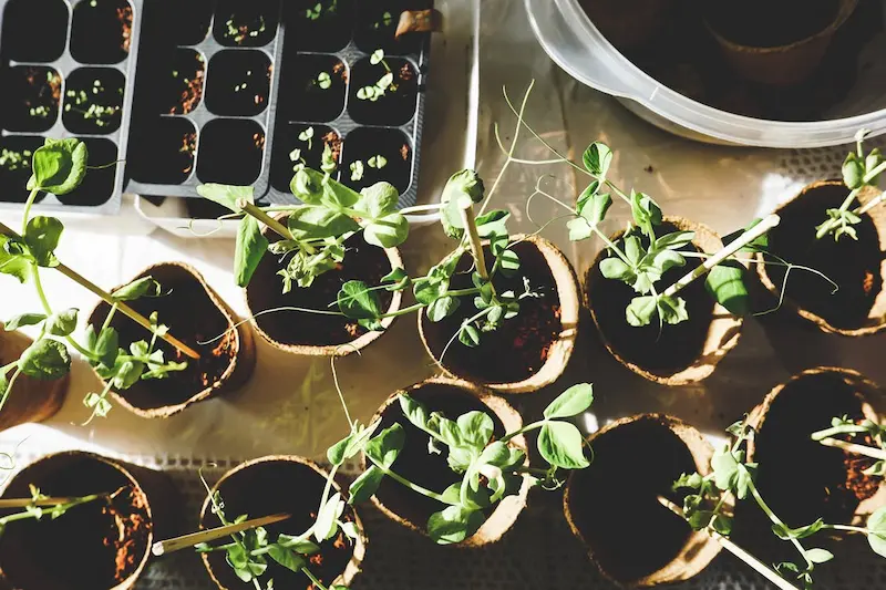 Seedlings in pots on a table