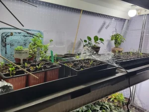 Seedlings growing indoors