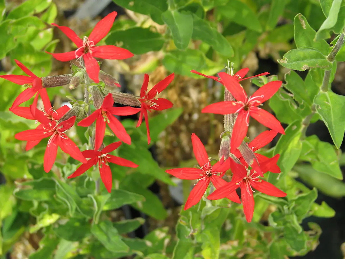 Royal Catchfly is a rare Showy Plant