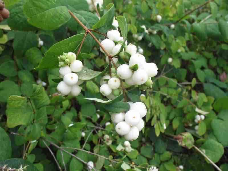 A snowberry shrub with abundant white flowers in full bloom