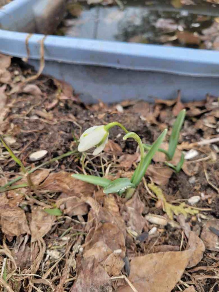 Snowdrop poking throughthe leaves in spring
