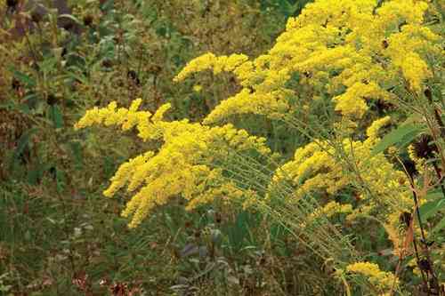 Solidago nemoralis grey goldenrod plant