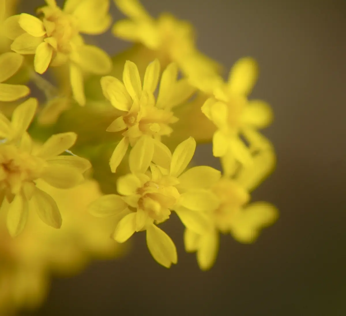 Close up of Solidago nemoralis flower