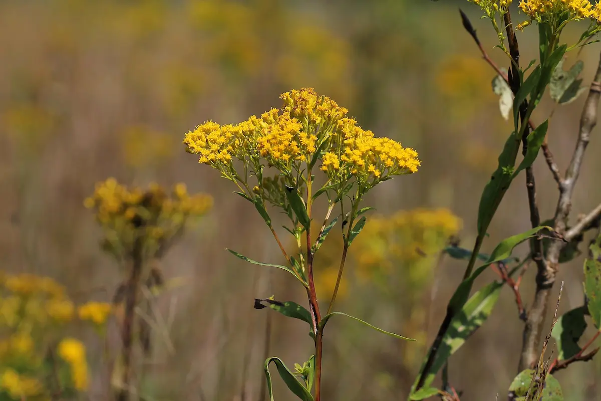 The yellow flowering stem of an Ohio GoldenRod