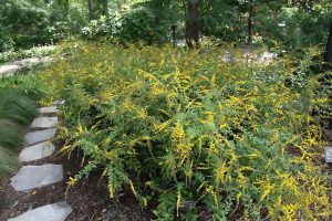 A patch of Solidago rugosa plants