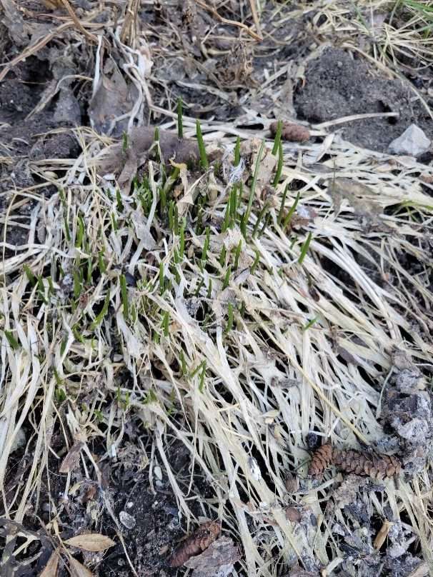 An early spring growth of new chives