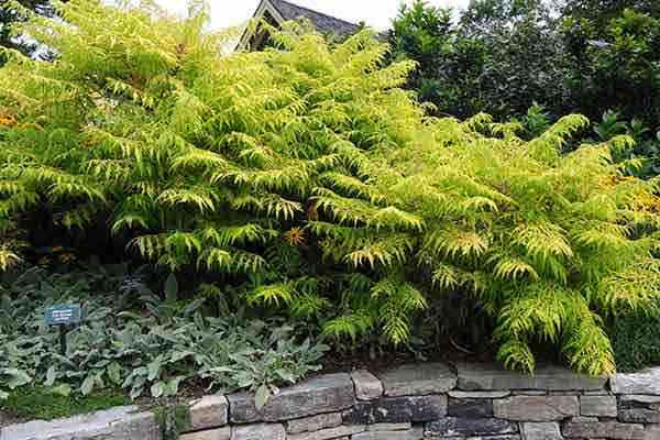 A row of staghorn sumac, with yellow-green leaves