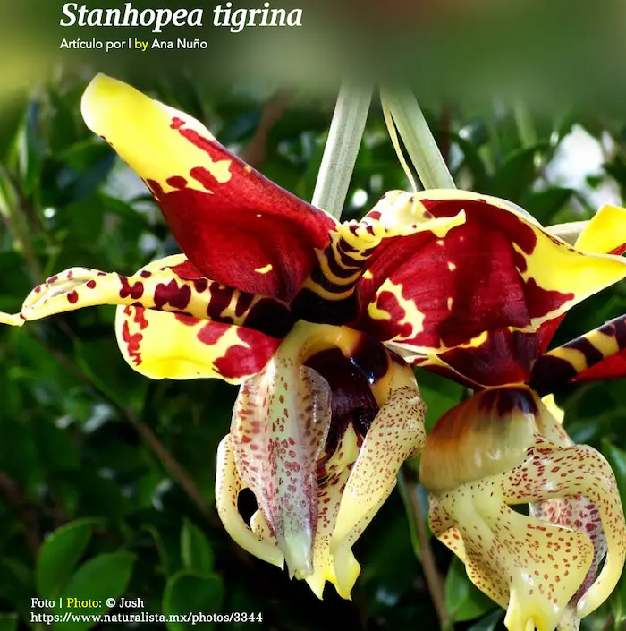 Bright red and yellow Stanhopea tigrina orchid